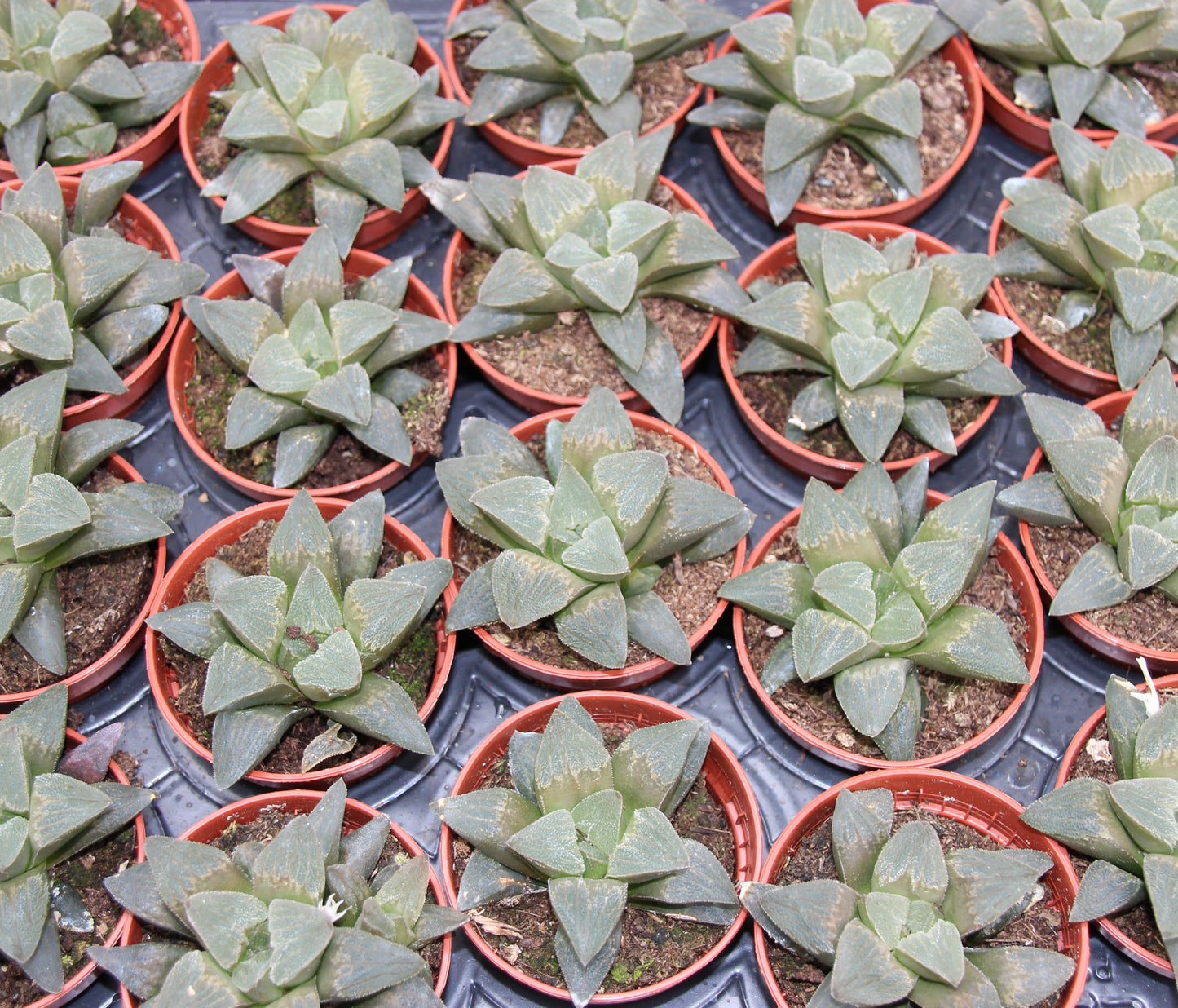 Haworthia retusa