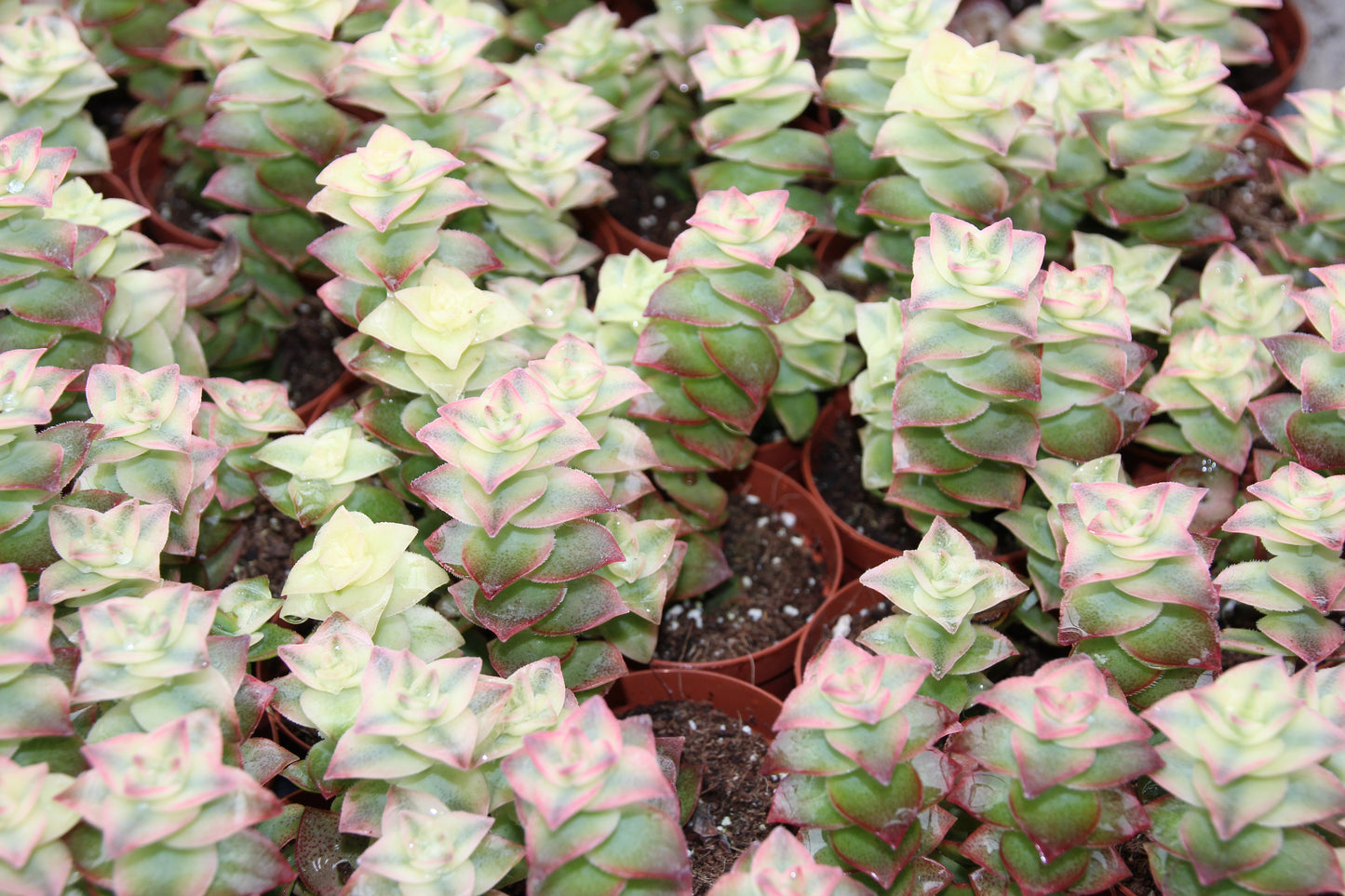Crassula perforata variegata