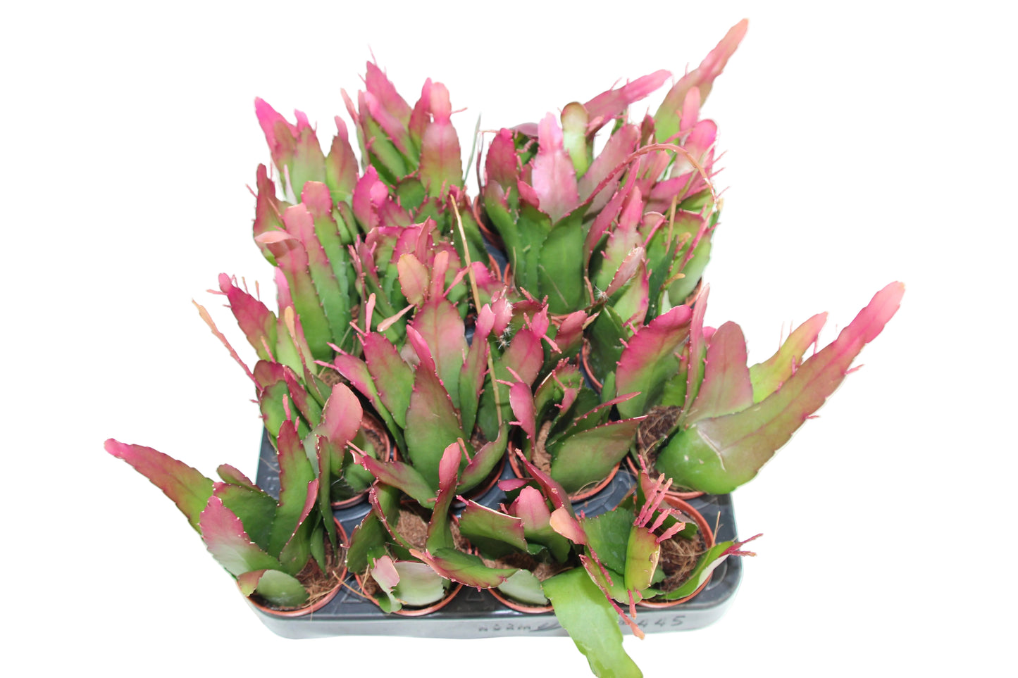 Rhipsalis red coral