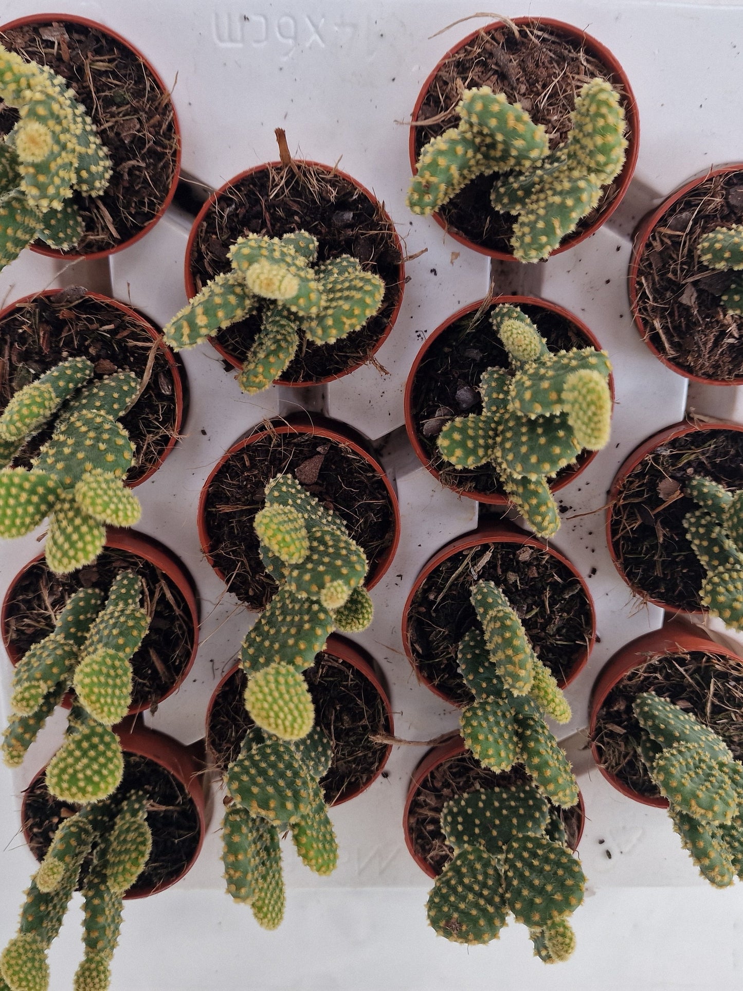 Opuntia microdasys gold