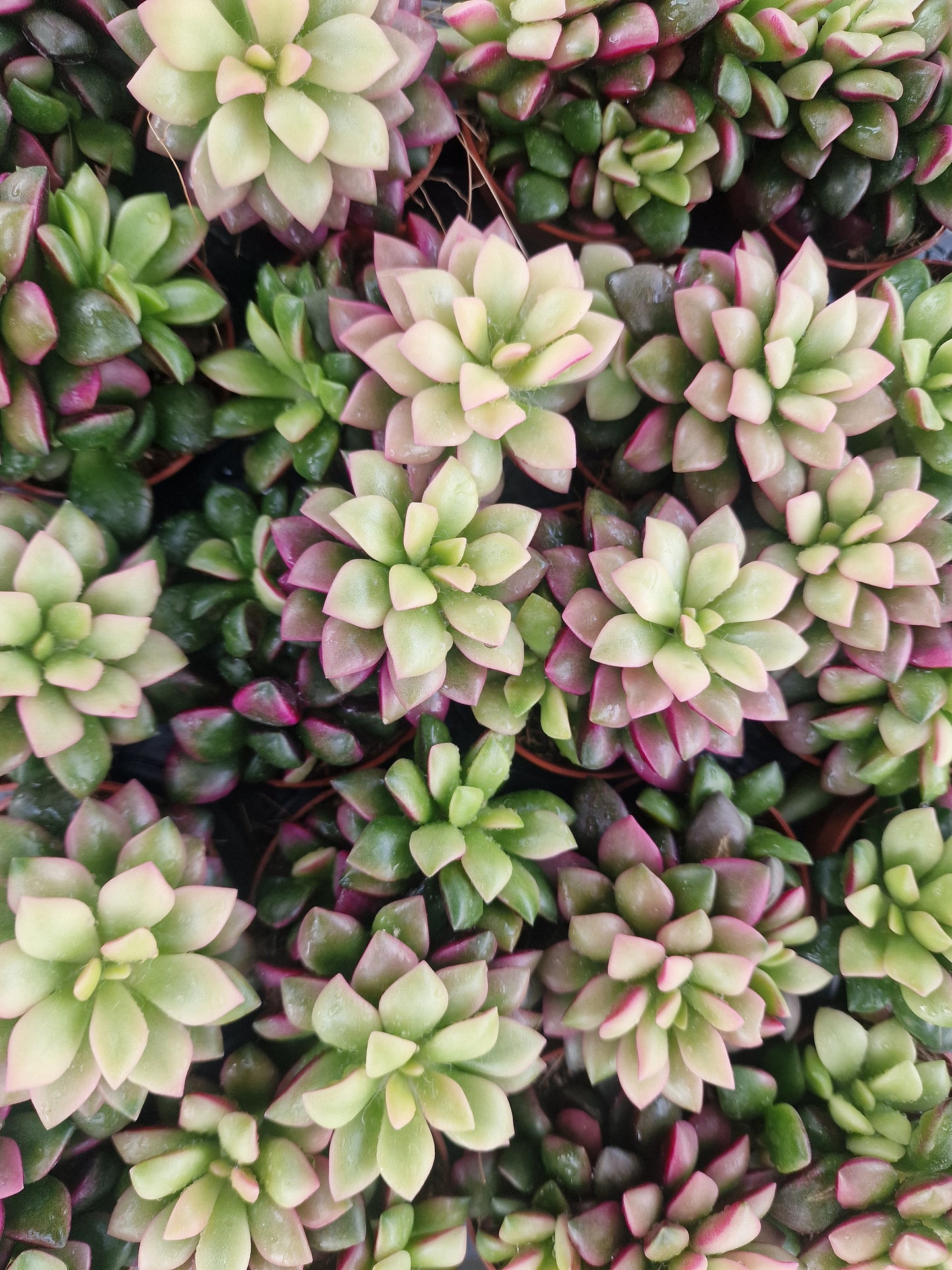 Anacampseros rufescens ‘Sunrise‘