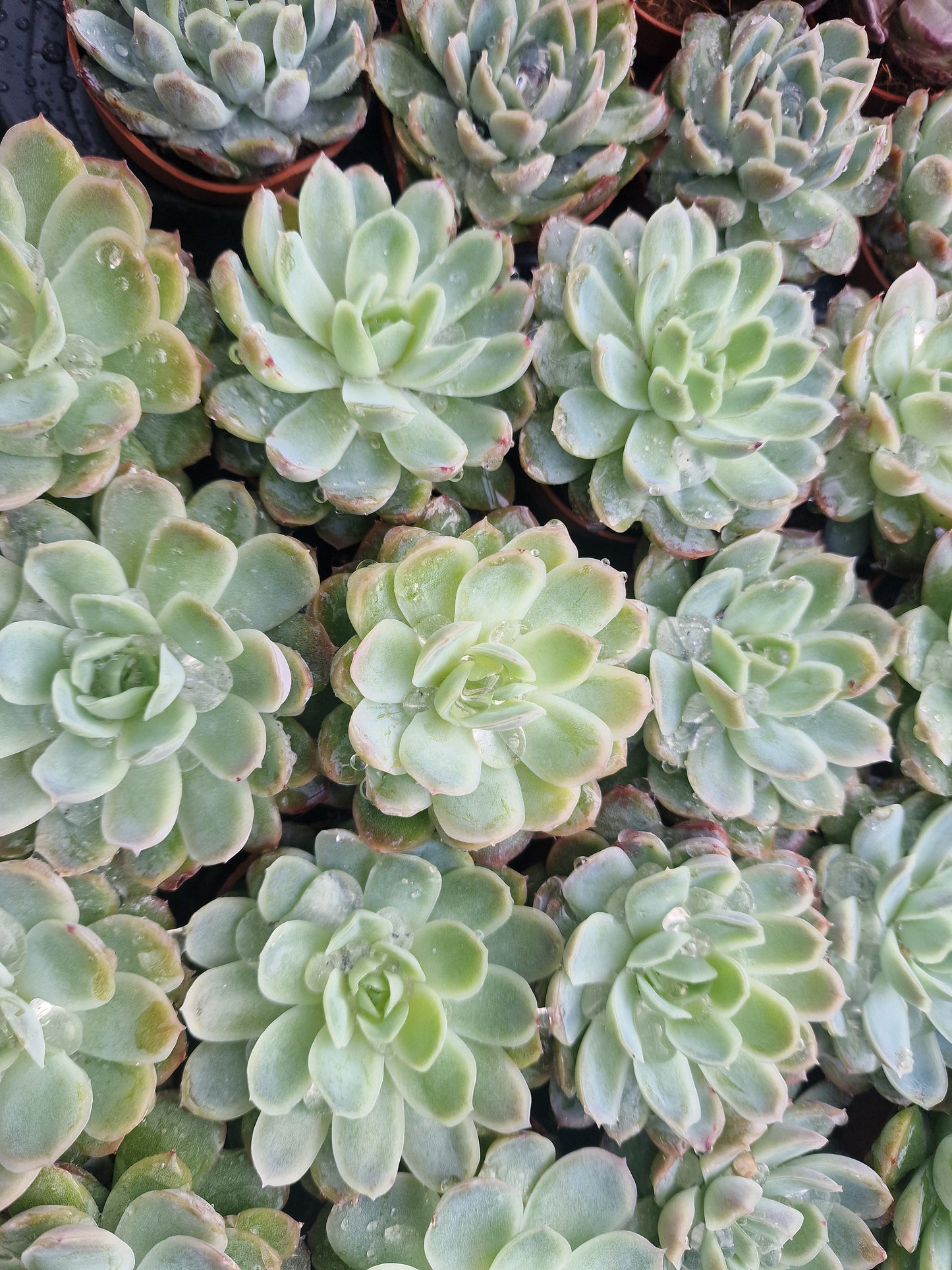 Echeveria elegans 'Mexican Snowball'