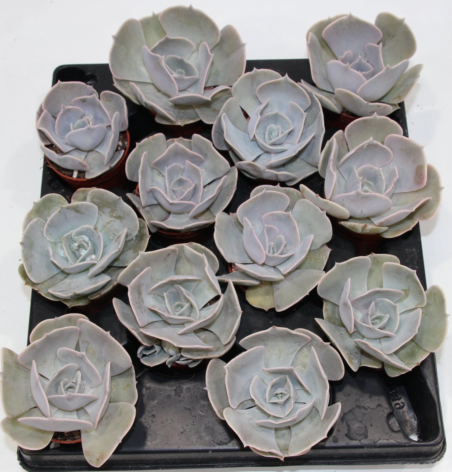 Echeveria lilacina