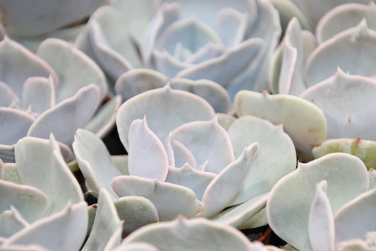 Echeveria lilacina