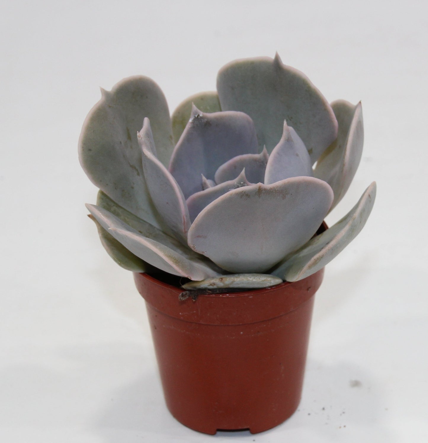 Echeveria lilacina
