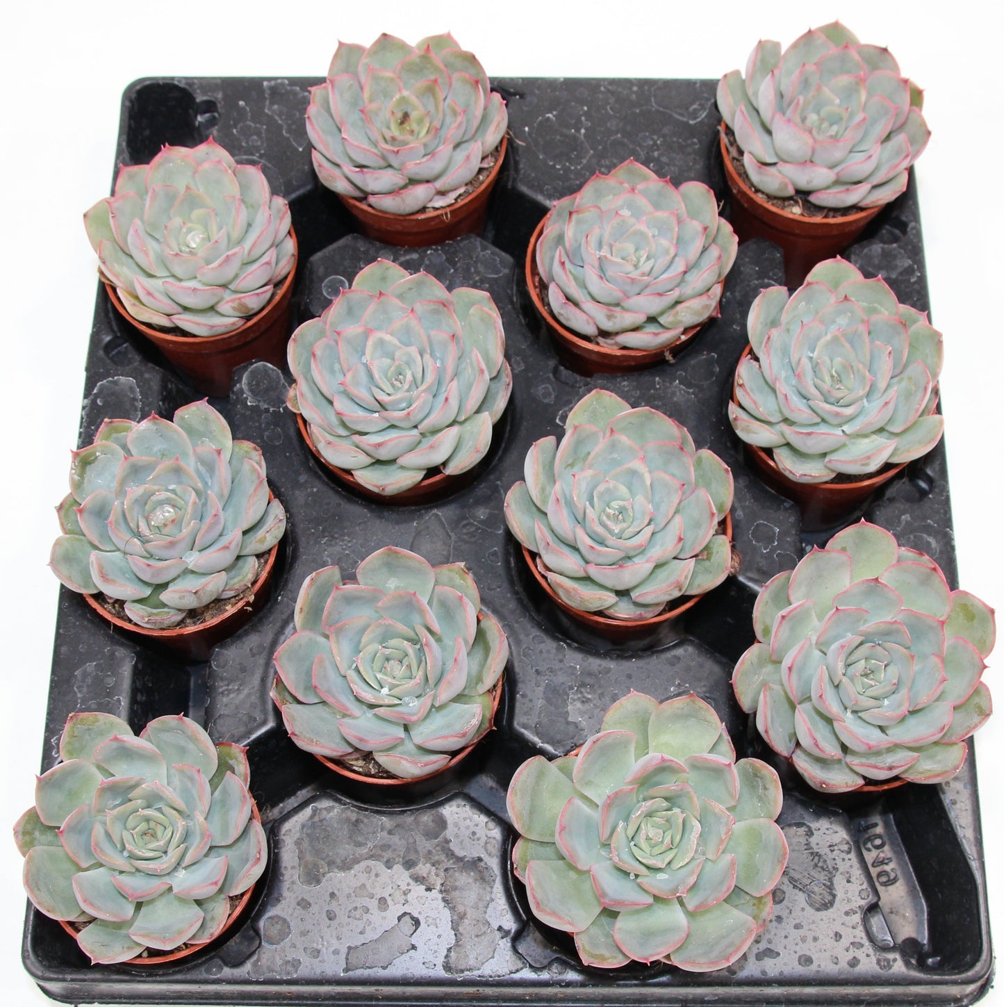 Echeveria 'Hercules'
