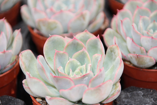 Echeveria 'Hercules'