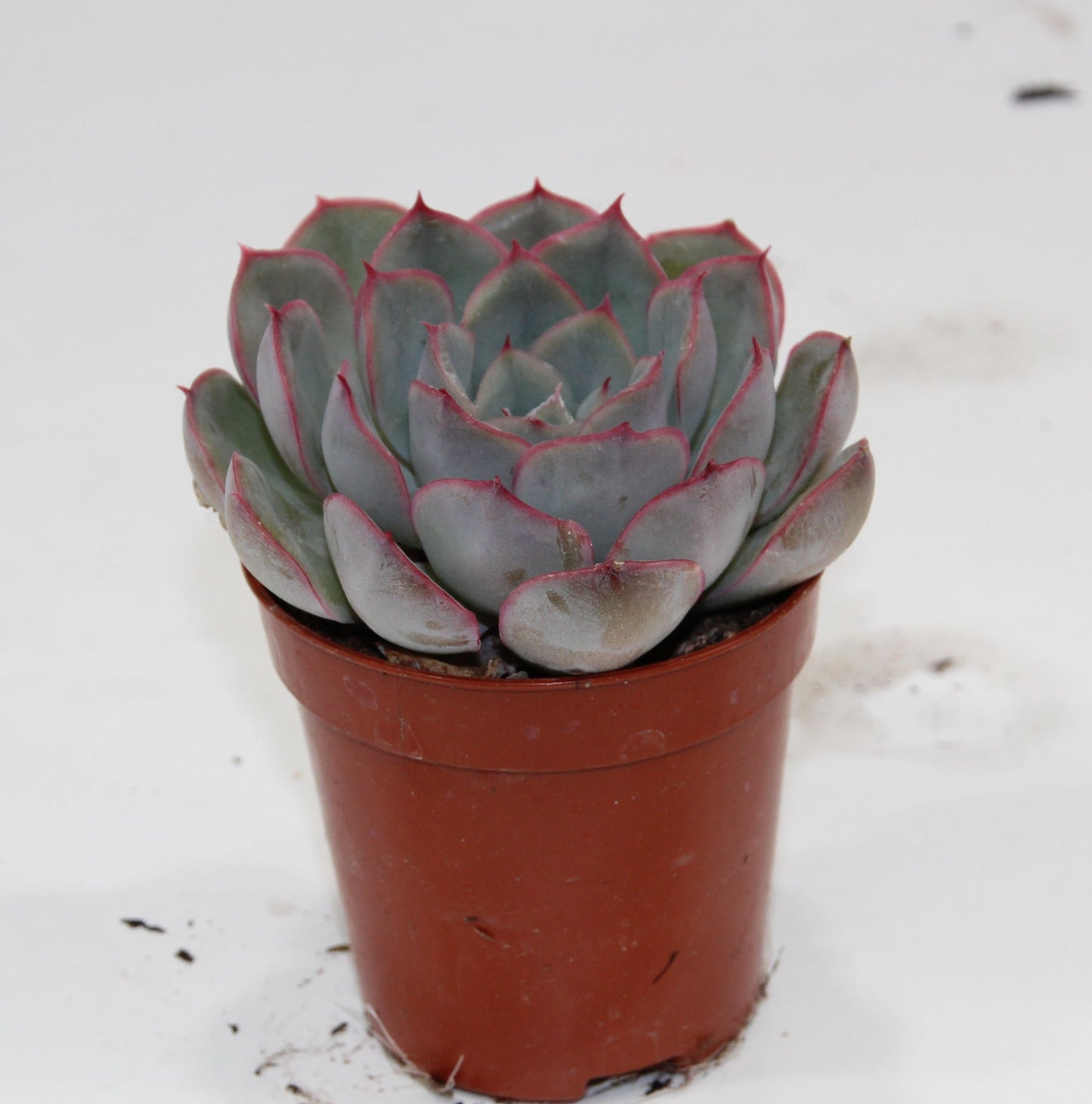 Echeveria 'Hercules'
