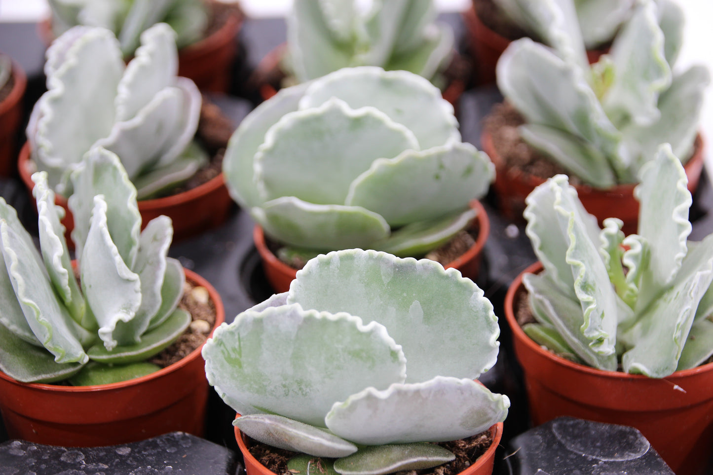 Cotyledon undulata