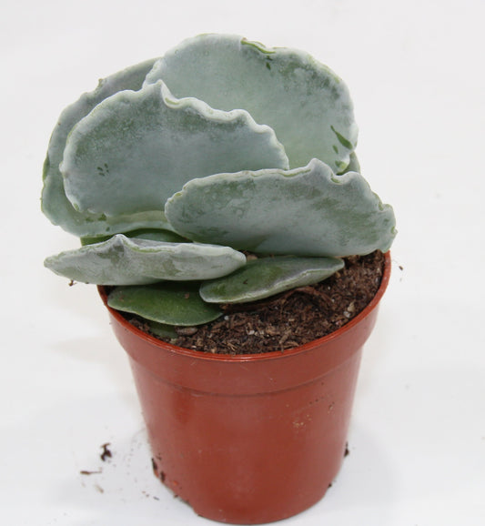 Cotyledon undulata
