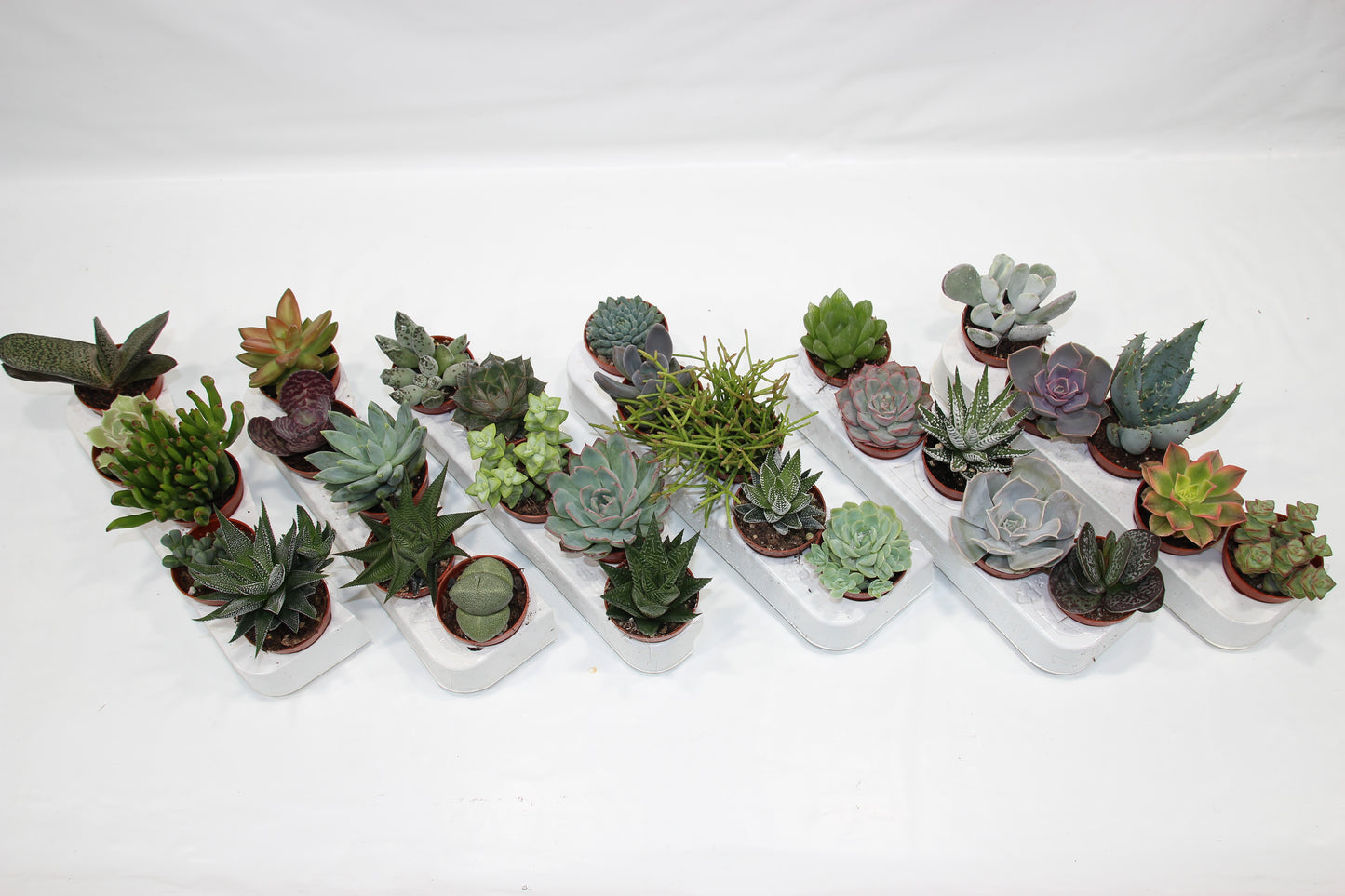 Sukkulenten Mix mit 5 Pflanzen im 5,5cm Topf