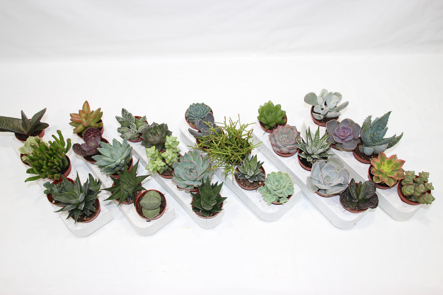 Sukkulenten Mix mit 5 Pflanzen im 5,5cm Topf
