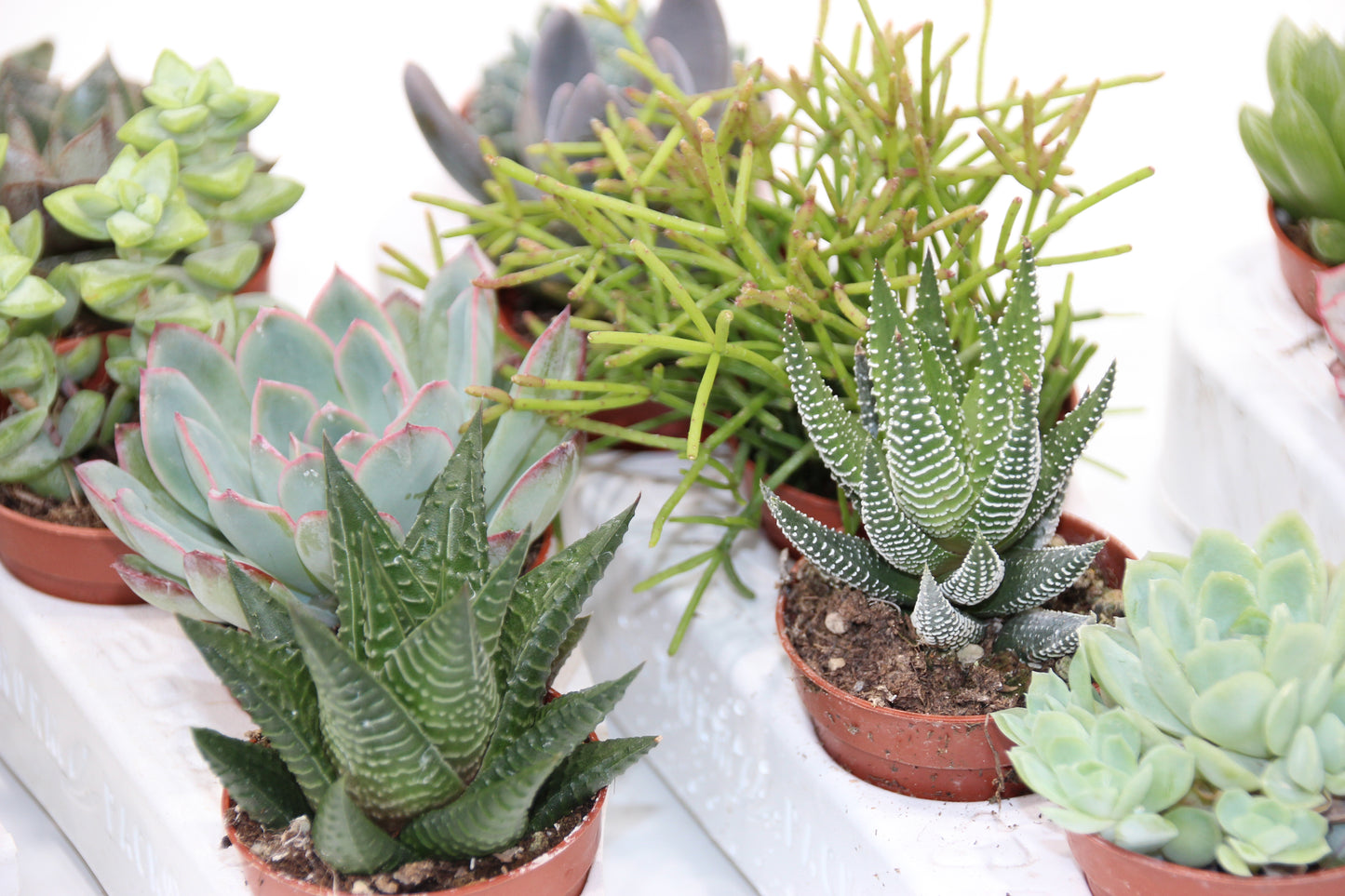 Sukkulenten Mix mit 5 Pflanzen im 5,5cm Topf
