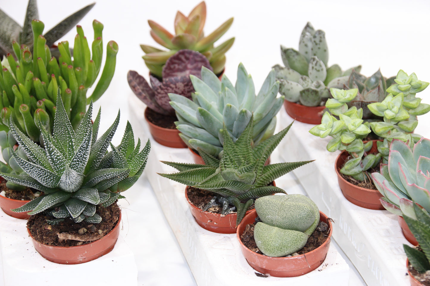Sukkulenten Mix mit 5 Pflanzen im 5,5cm Topf