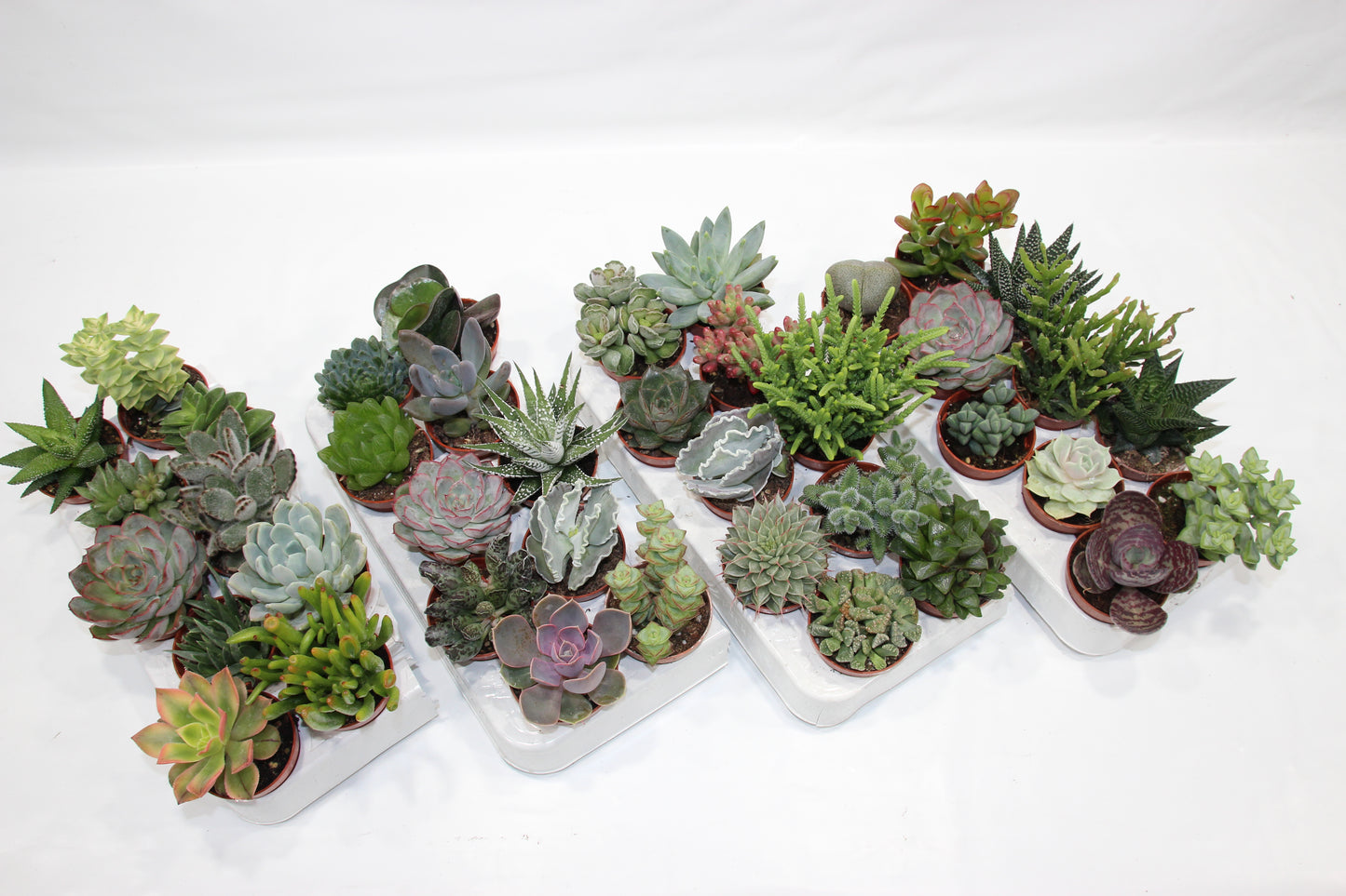 Sukkulenten Mix mit 10 Pflanzen im 5,5cm Topf