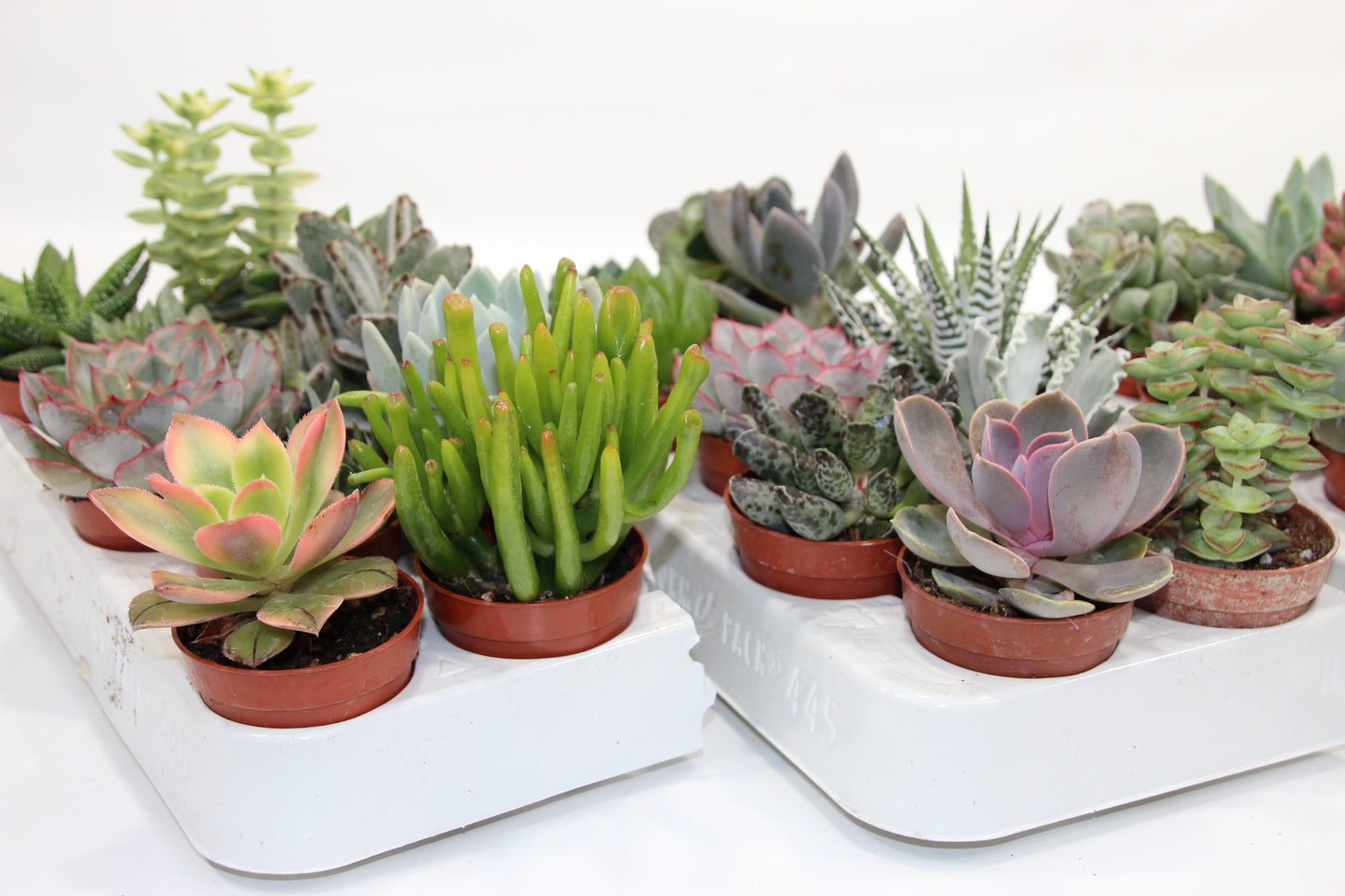Sukkulenten Mix mit 10 Pflanzen im 5,5cm Topf