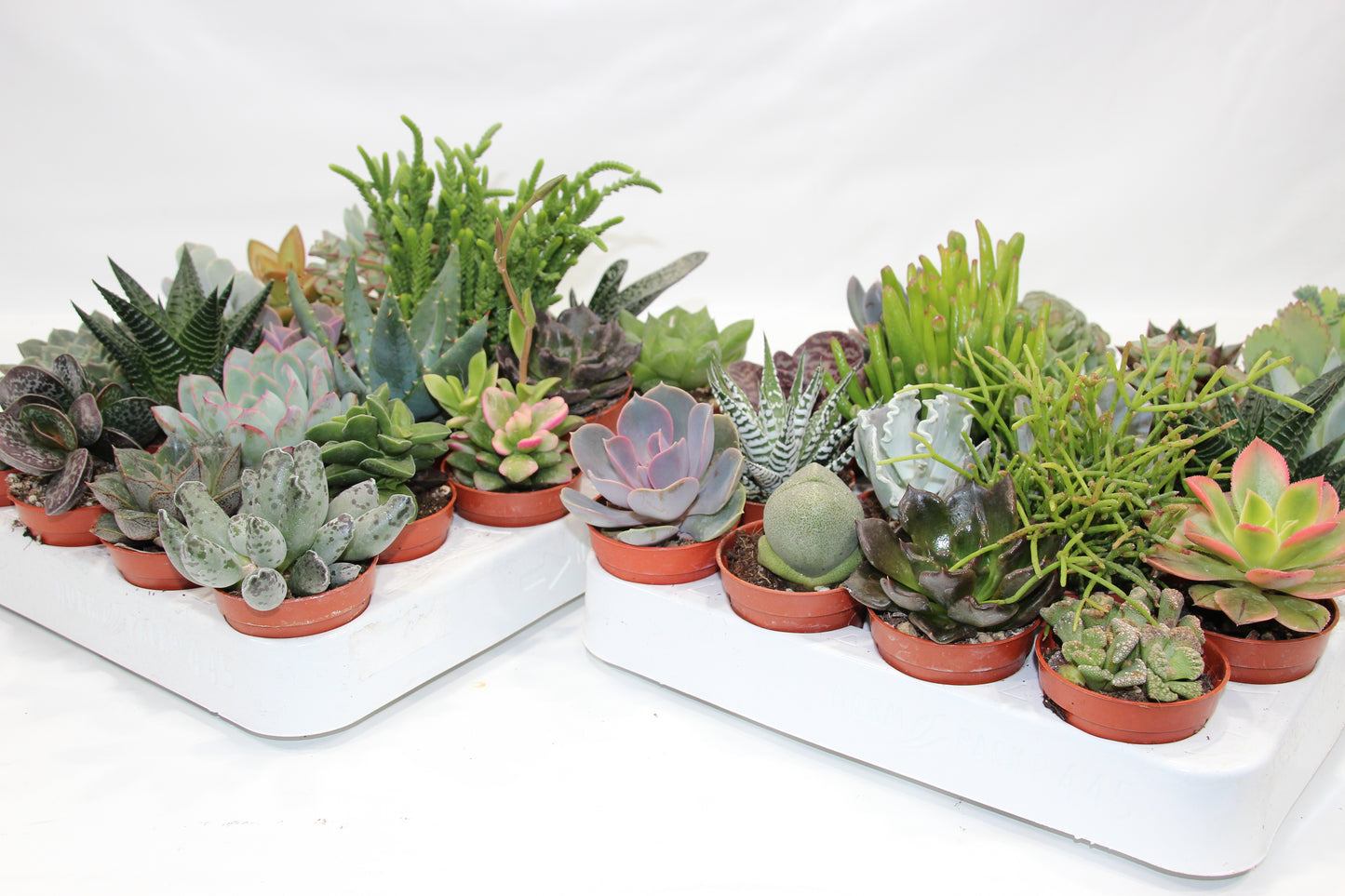 Sukkulenten Mix mit 20 Pflanzen im 5,5cm Topf