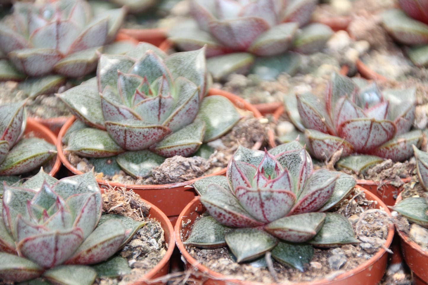 Echeveria purpusorum