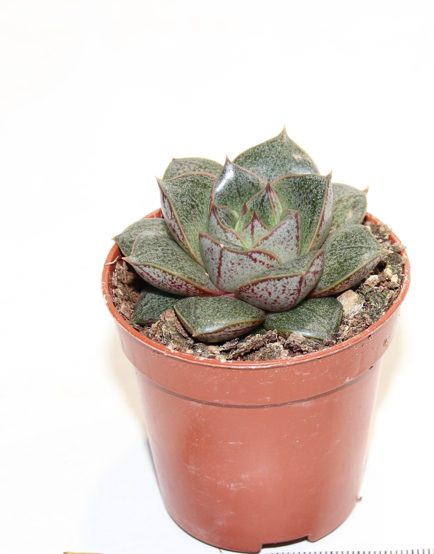 Echeveria purpusorum
