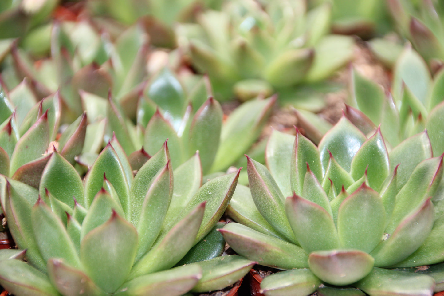 Echeveria agavoides