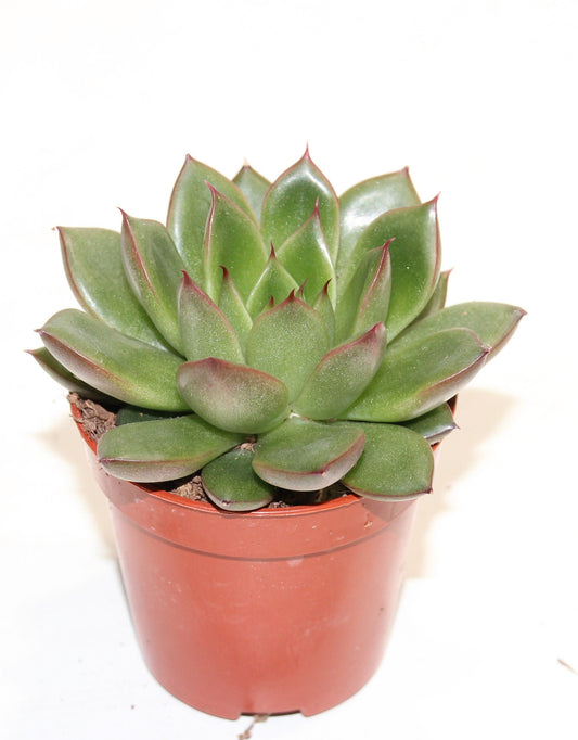 Echeveria agavoides