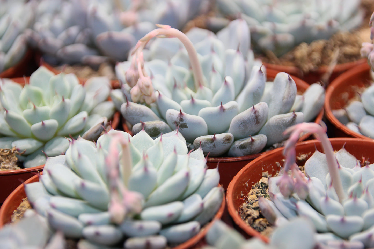 Echeveria texensis