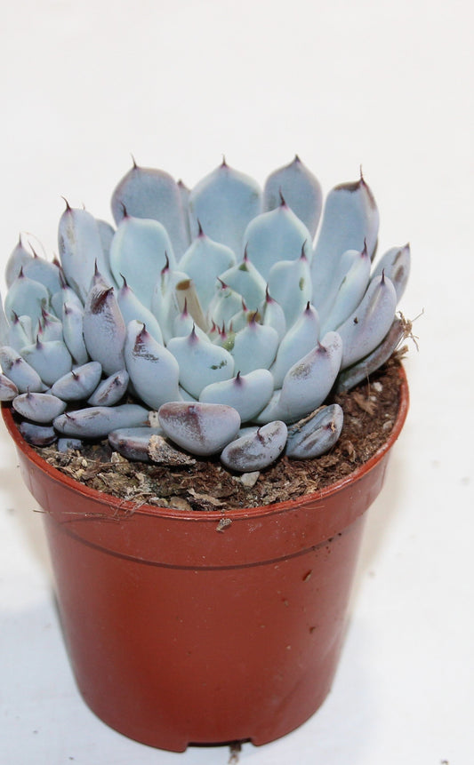 Echeveria texensis