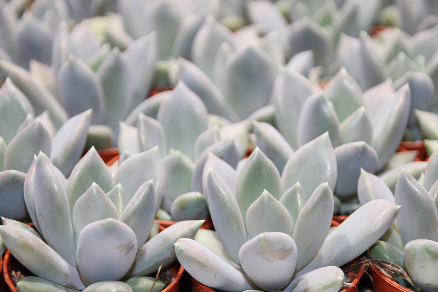 Pachyveria corvus