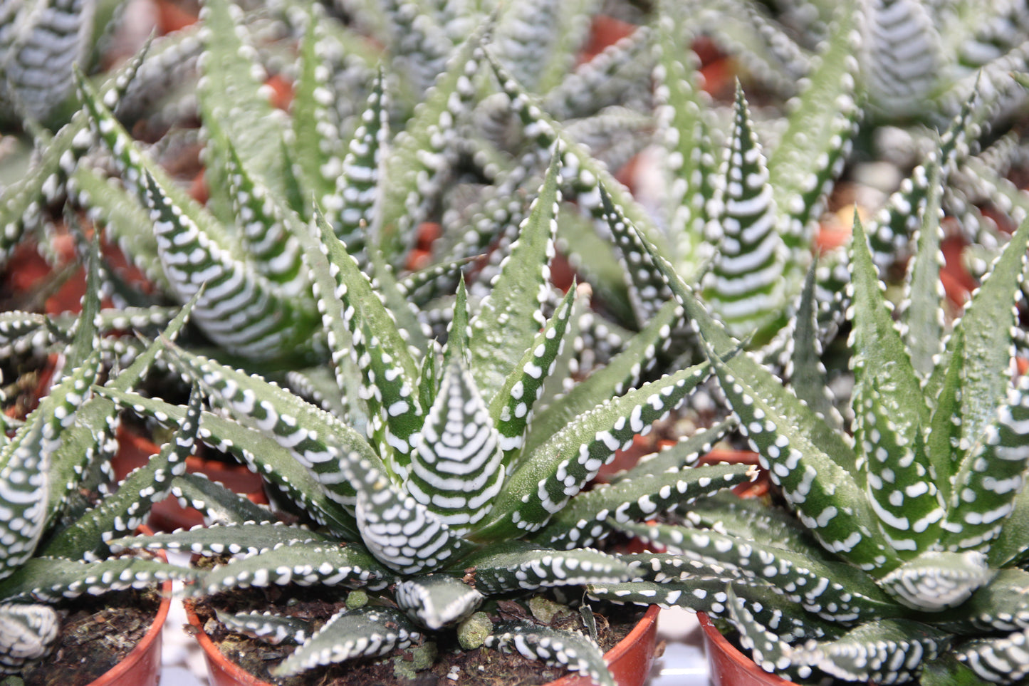 Haworthia attenuata 'Zebra Pflanze'