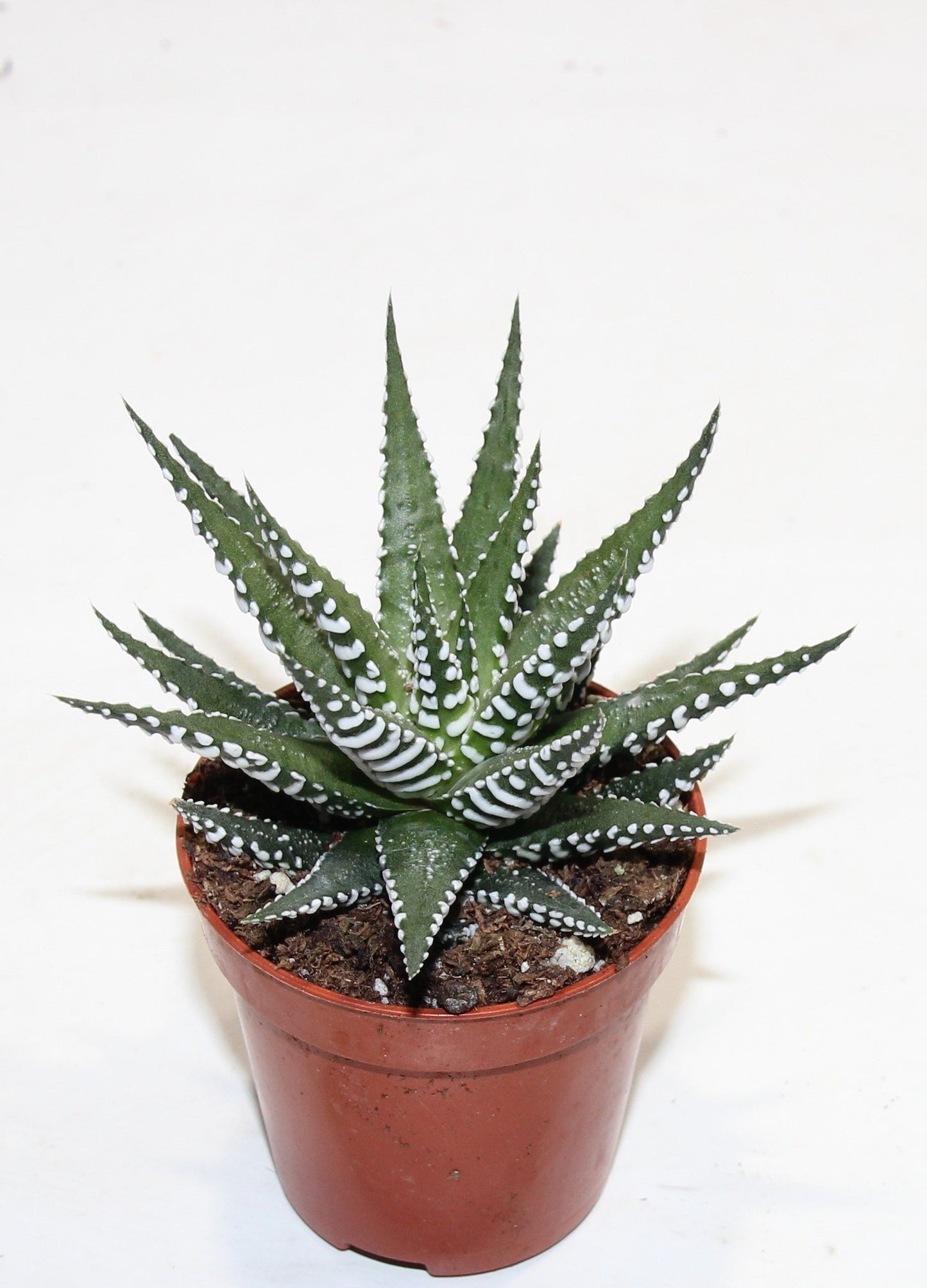 Haworthia fasciata BIG BAND