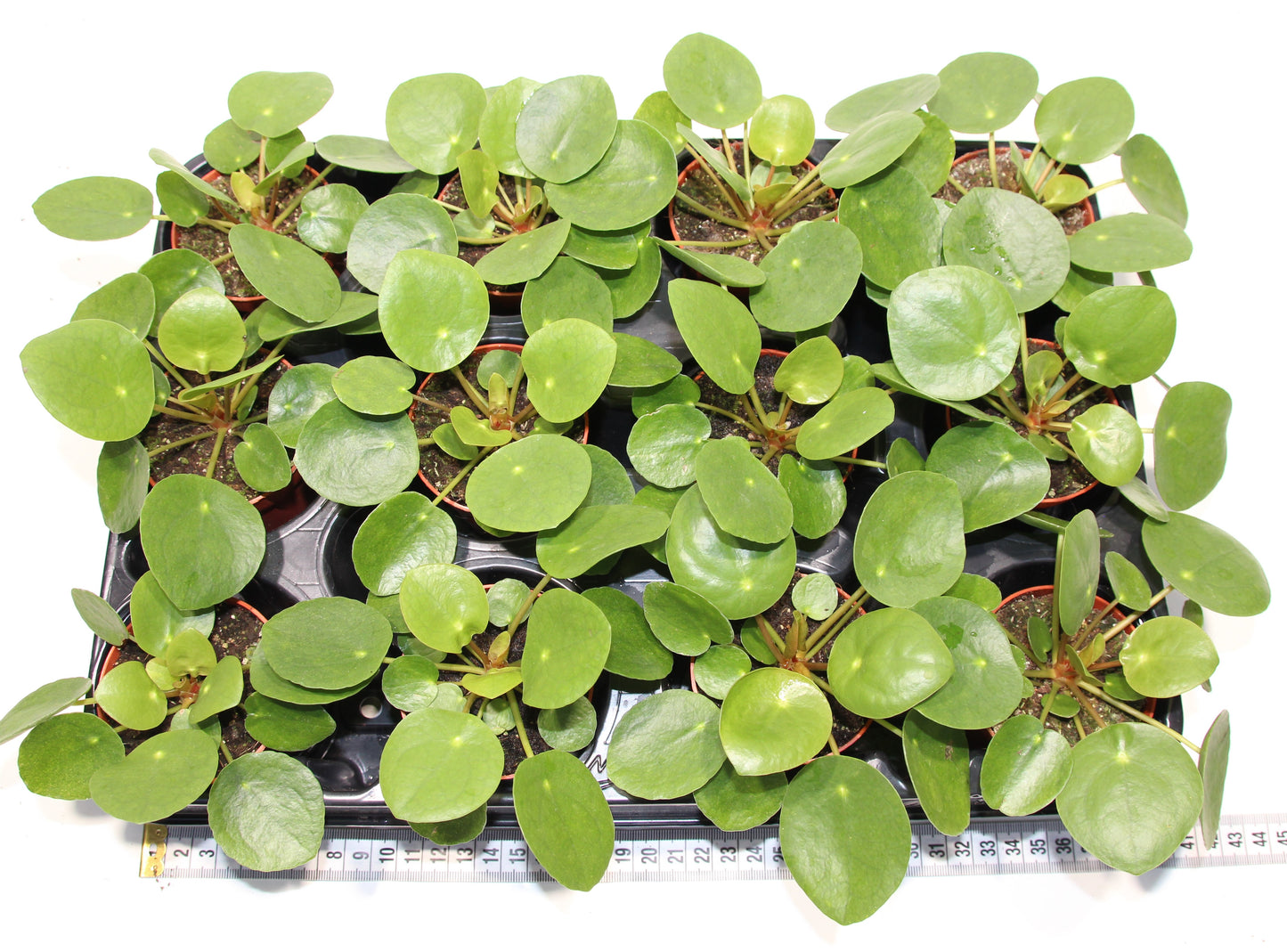 Pilea peperomioides 'Ufopflanze'