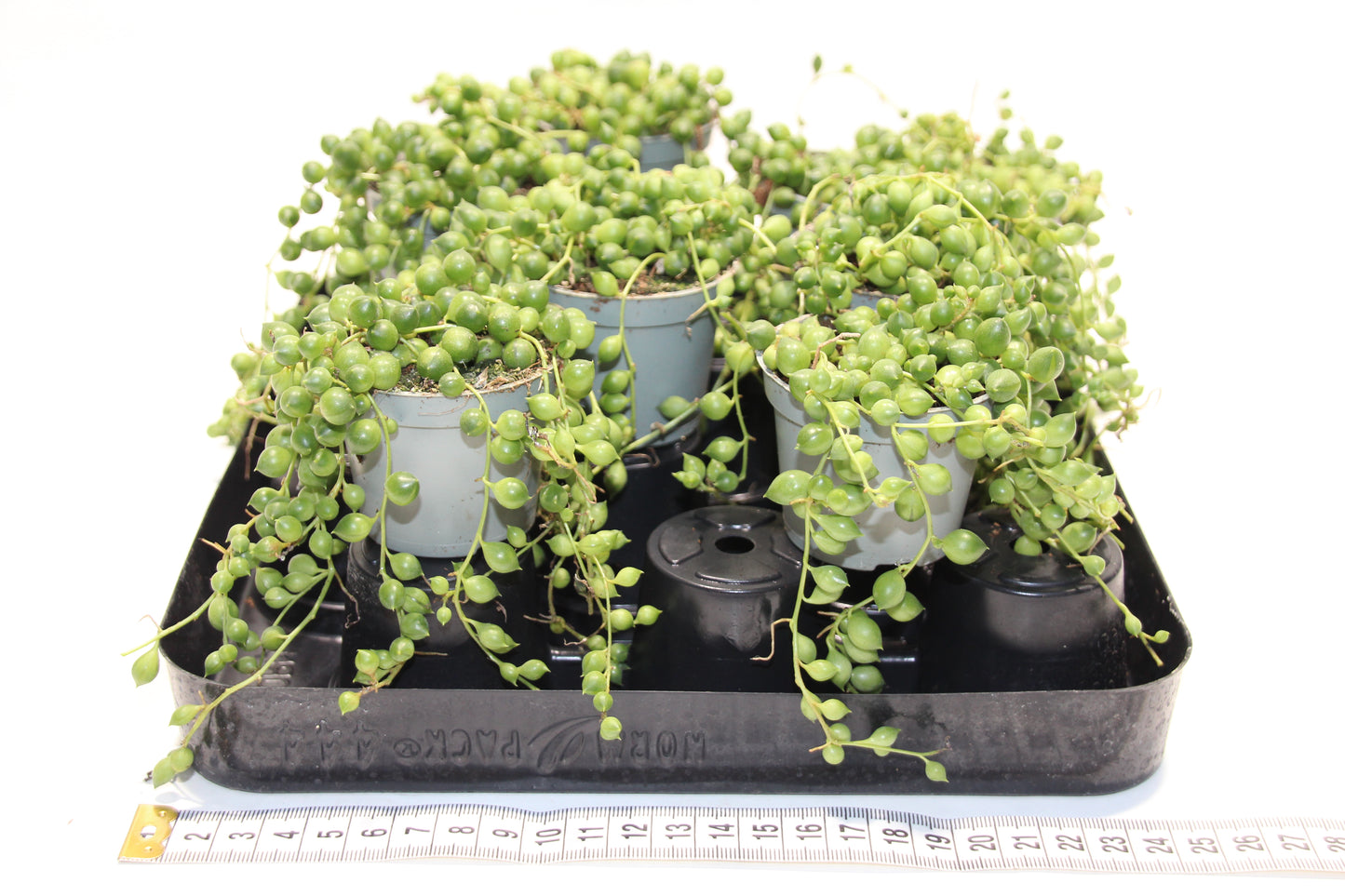 Senecio rowleyanus 'Perlenschnur'