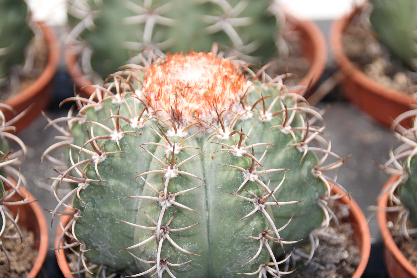 Melocactus matanzanus