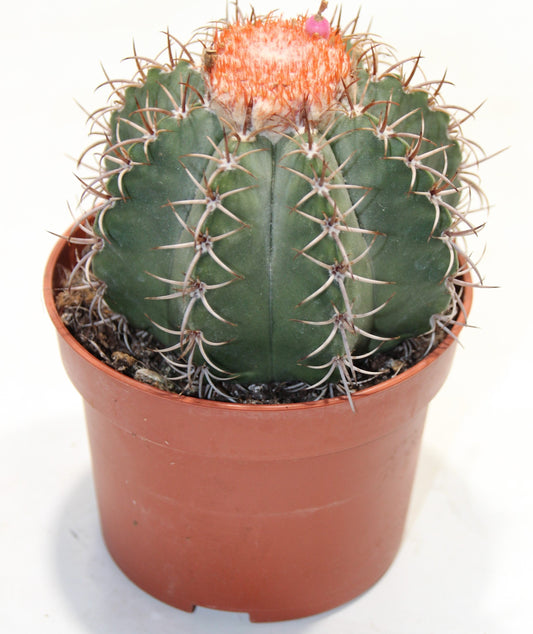 Melocactus matanzanus