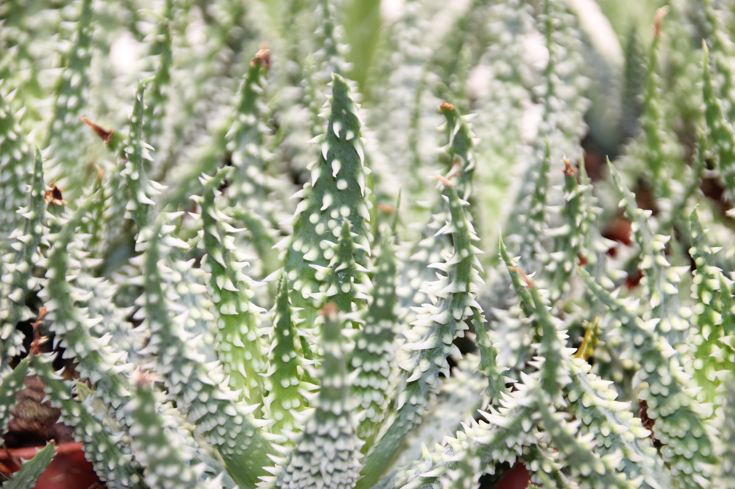 Aloe humilis