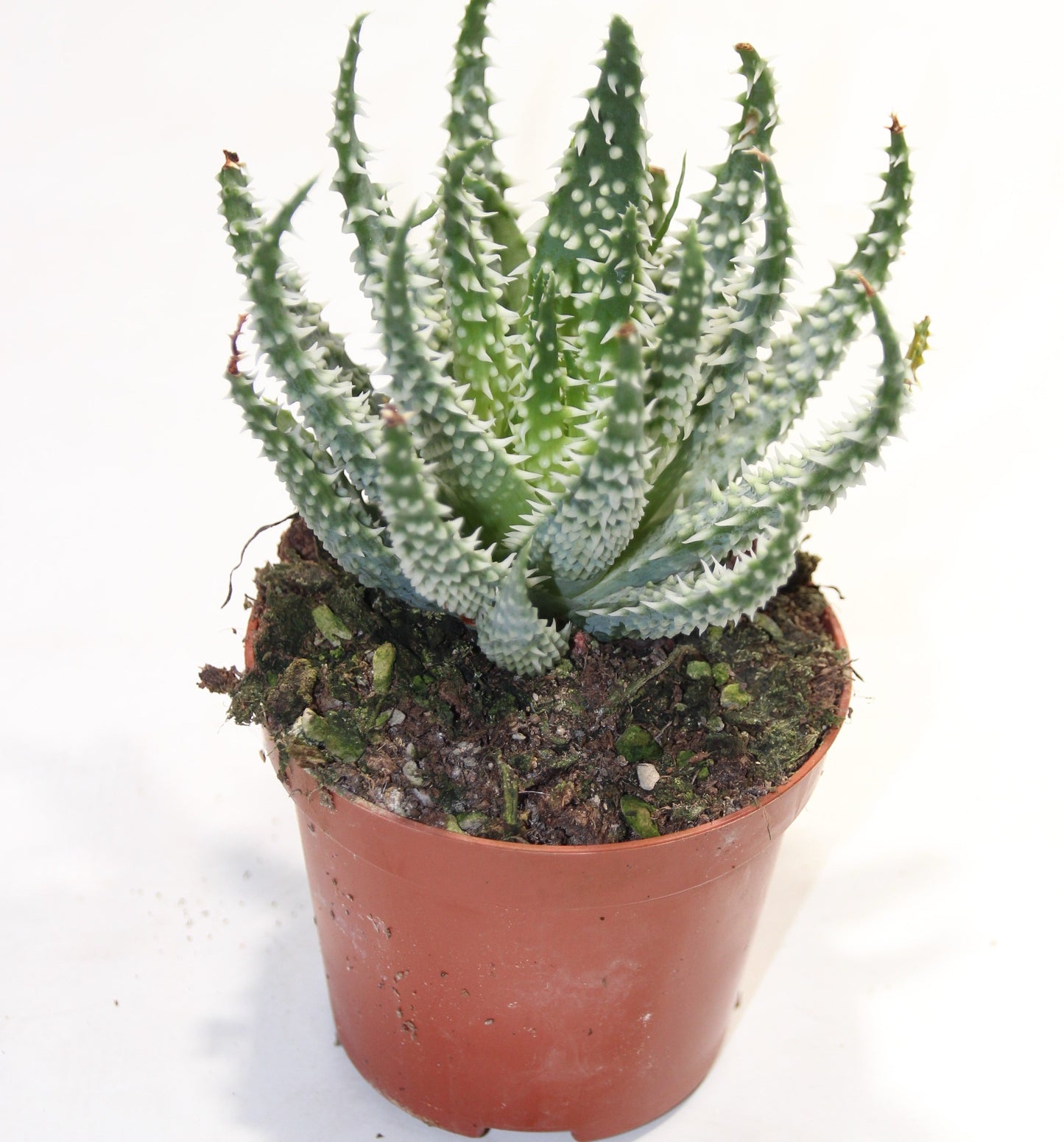 Aloe humilis