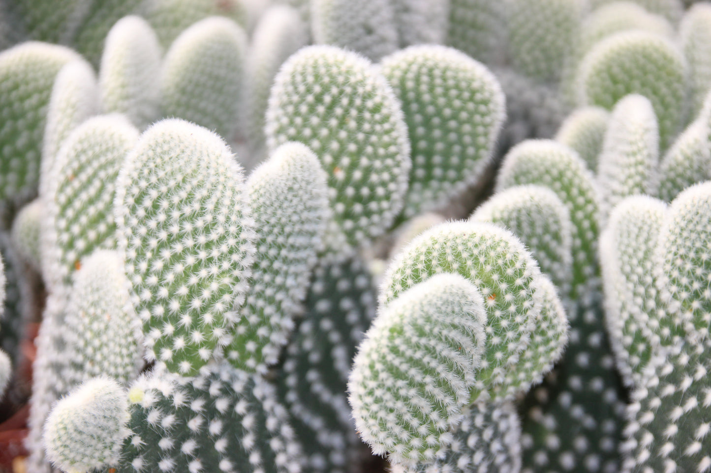 Opuntia microdasys albispina
