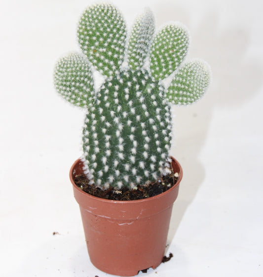 Opuntia microdasys albispina