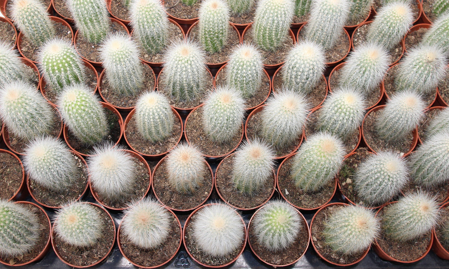 Cleistocactus strausii