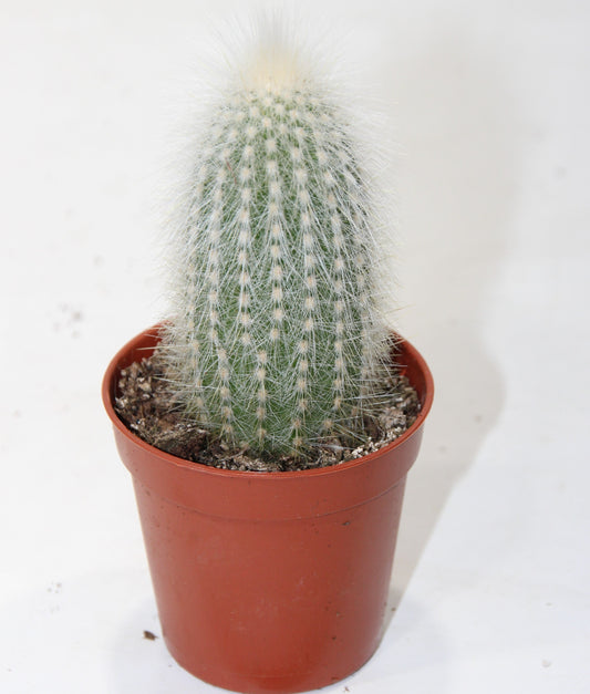 Cleistocactus strausii