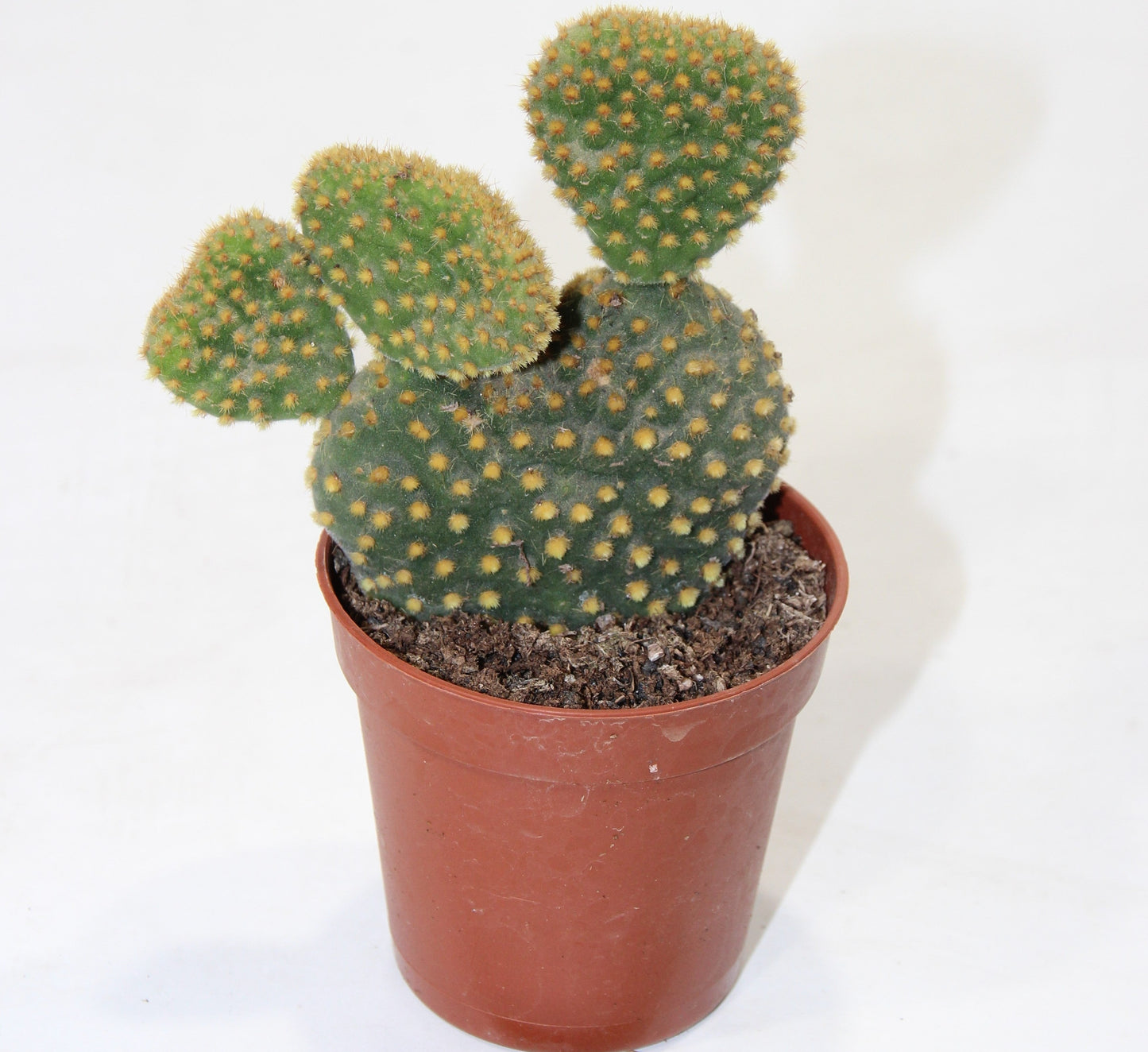 Opuntia microdasys pallida