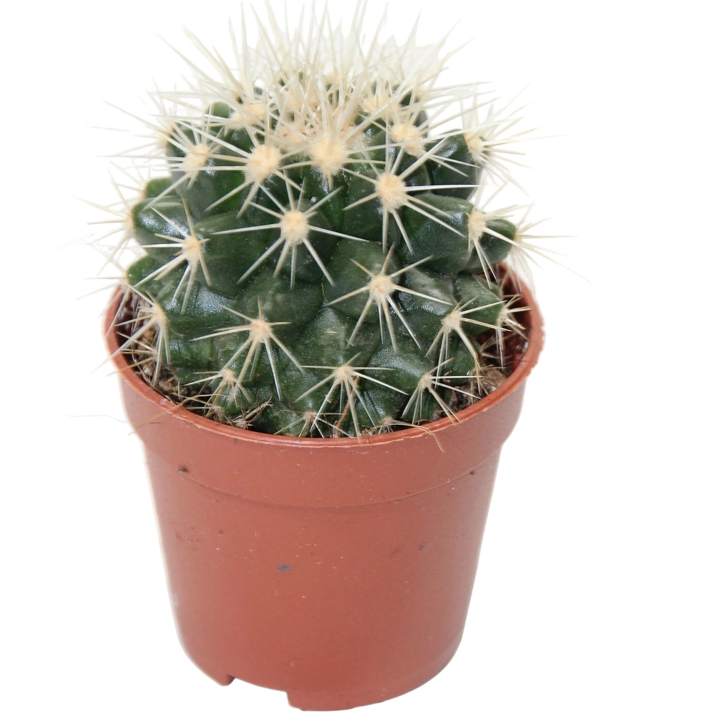 Echinocactus grusonii