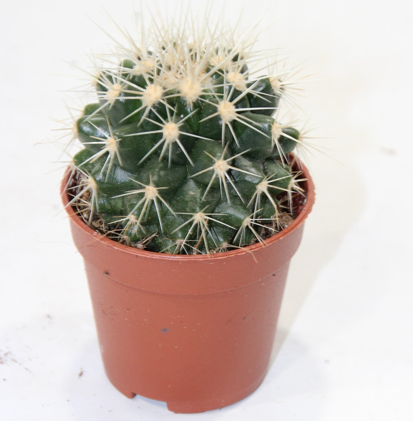 Echinocactus grusonii