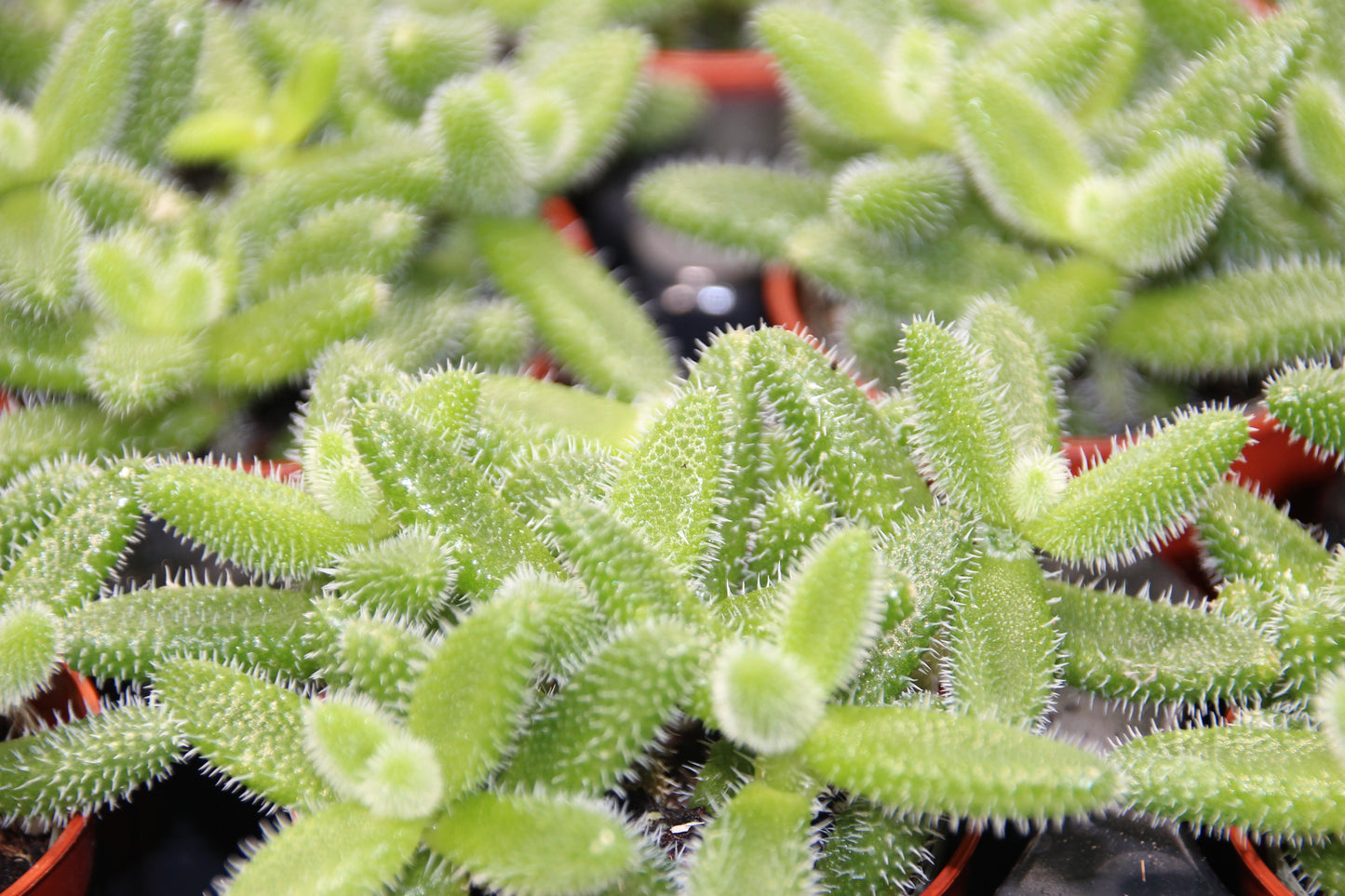 Delosperma echinatum