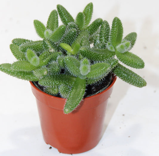 Delosperma echinatum