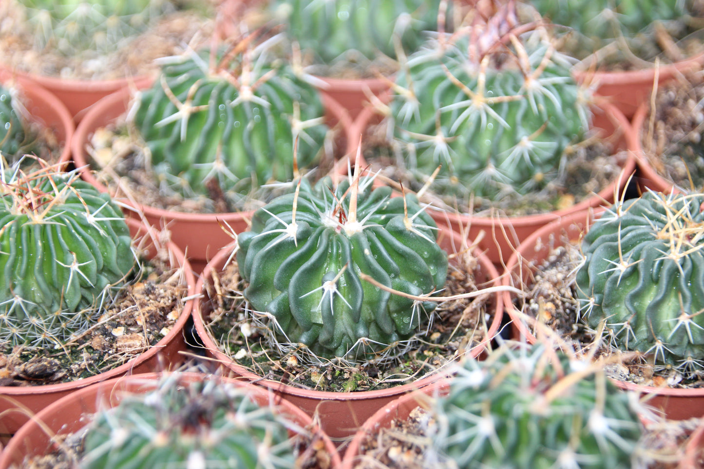 Echinofossulocactus multicostatus