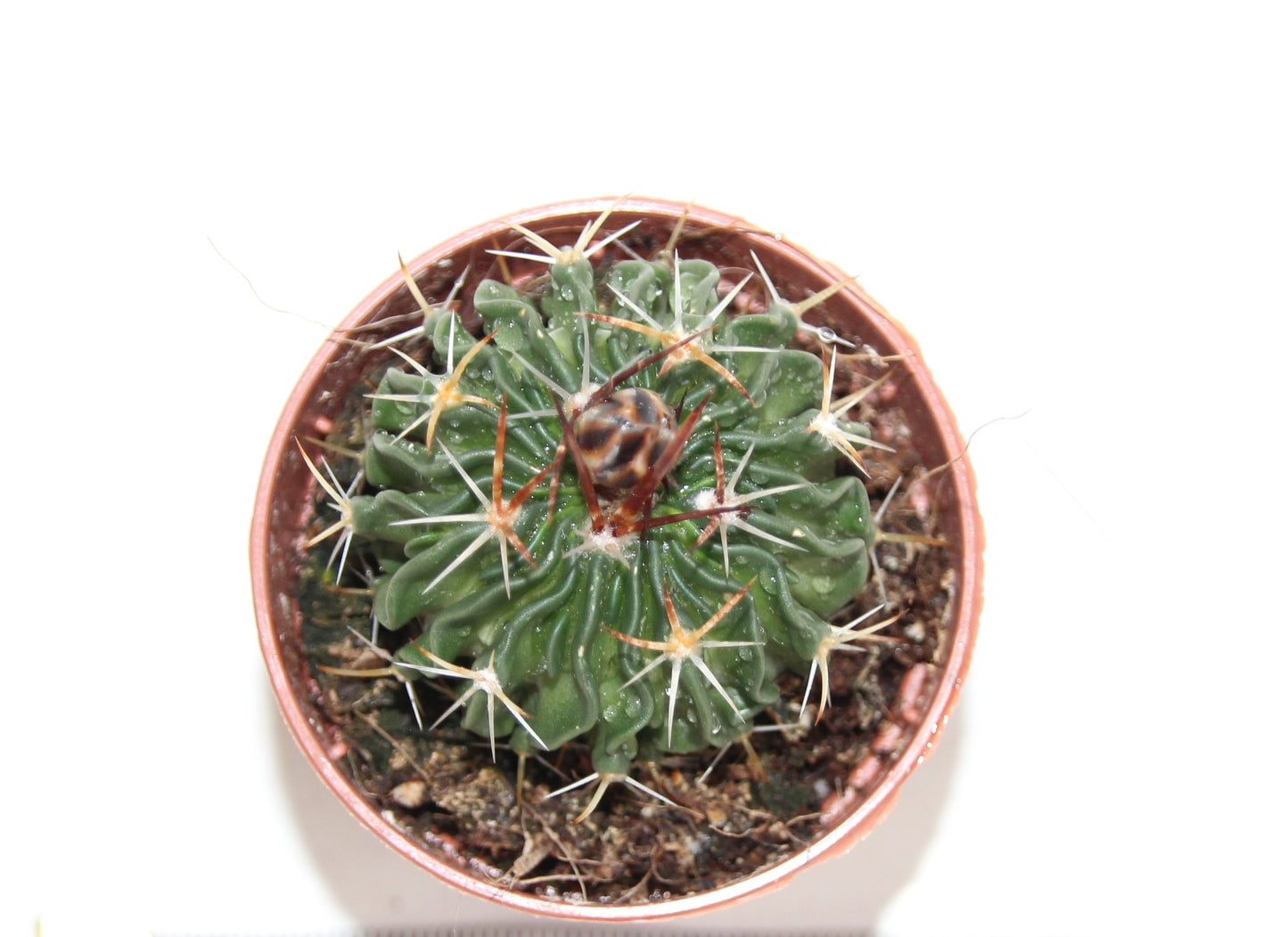 Echinofossulocactus multicostatus