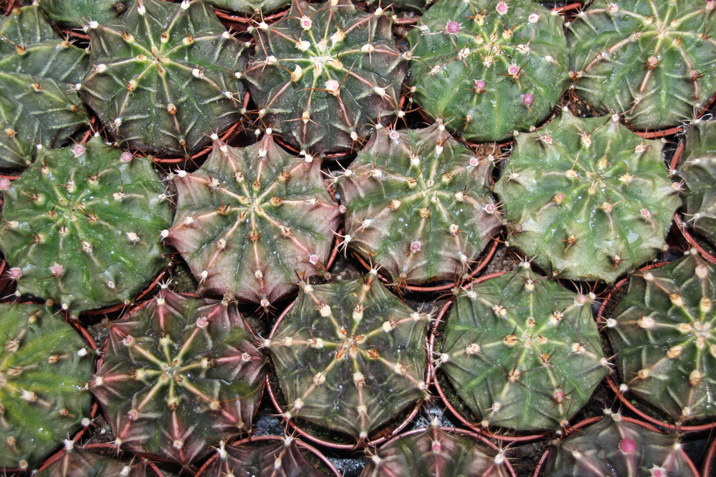 Gymnocalycium mihanovichii