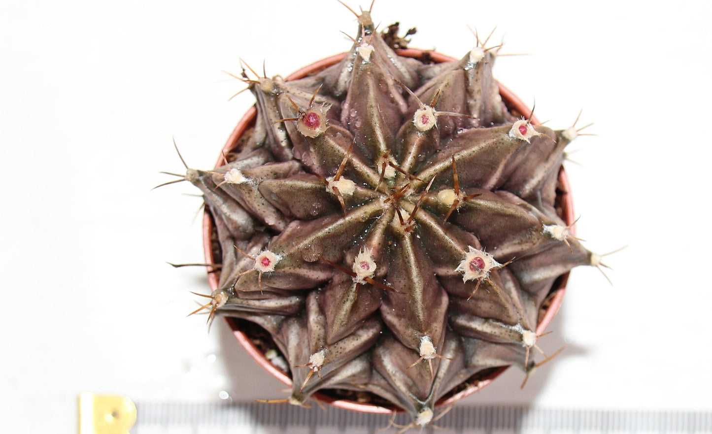 Gymnocalycium mihanovichii