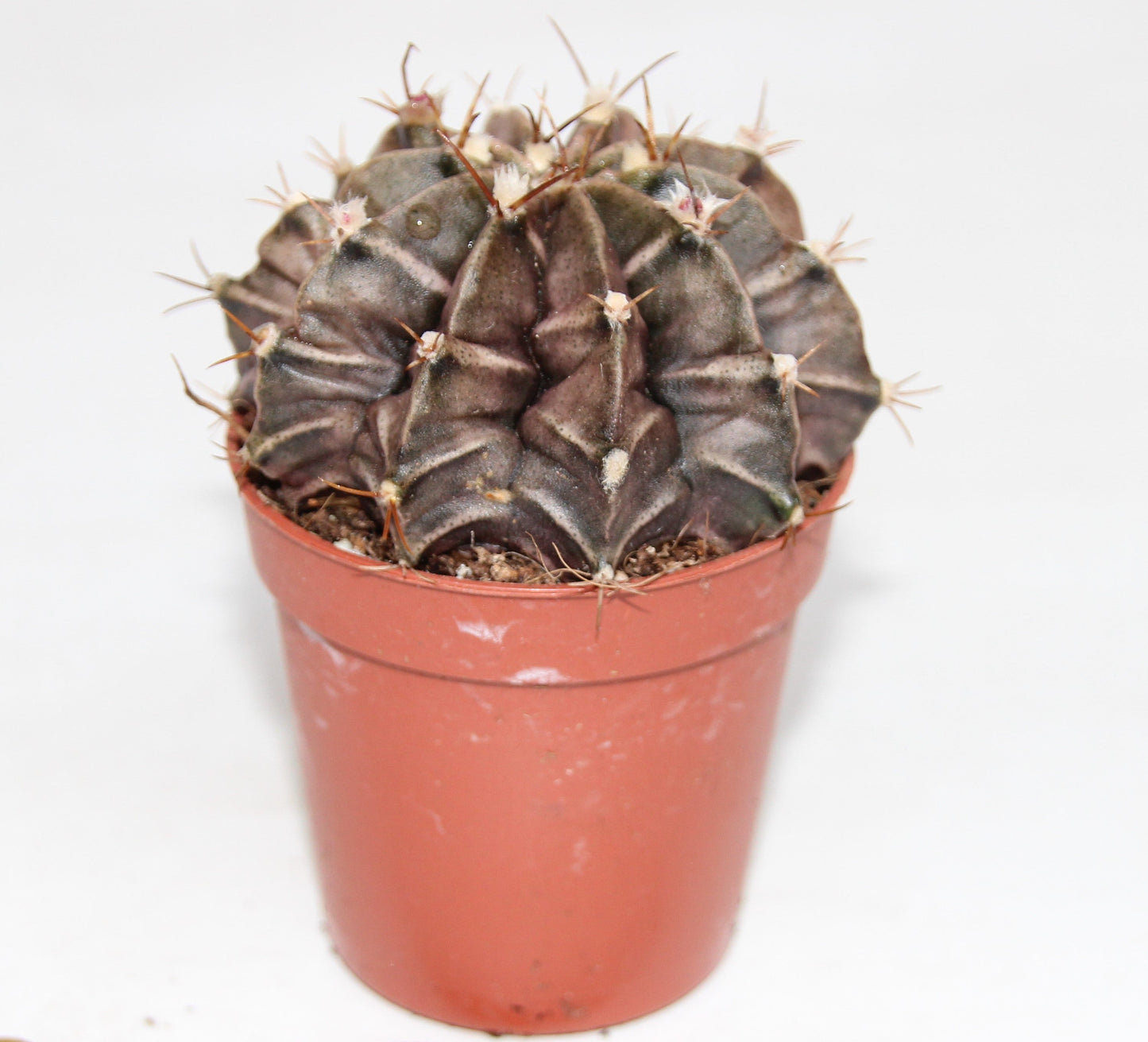 Gymnocalycium mihanovichii